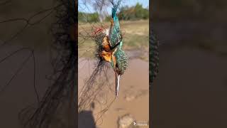 Bird Released from Net by Holy monk in Thailand