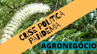 Crise Politica, Pandemia e o Agronegócio.