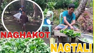 NAGHAKOT AT NAG AYOS NG PANINDANG PECHAY | BUHAY PROBINSYA