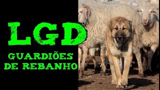 ➯LGD | Cachorros que protegem a criação contra Lobos | Dogs etc