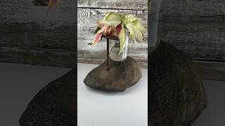 Horseshoe holding mason jar cut flowers mounted stone #shorts #shortvideo #diy