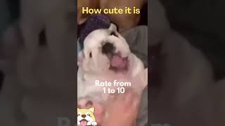 Cute animals - Funny actions