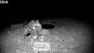 Baby Raccoon Learns To Eat Apples