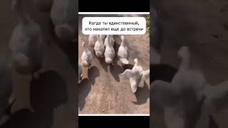 И сразу веселее стало😂 #тренды #смешно #смешныеживотные #прикол #юмор