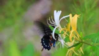 Pipevine Swallowtail Butterfly on Honeysuckle