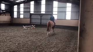 Top Equitation Horse