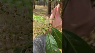 Laurier palme, Prunus Laurocerasus : comment le reconnaître ?