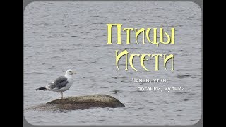 Птицы Исети