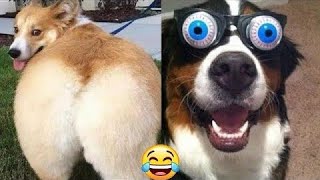 Funniest cats and dogs videos 2024🐶🐱 | Try not to laugh #2 |