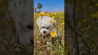 Spring! 🌼#shorts #youtubeshorts #youtube #shortsvideo #youtubevideo #short #shortvideo #dog #cyprus