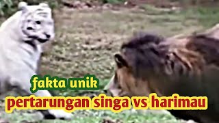 fakta unik pertarungan singa dengan harimau