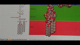 Typical Gram Negative Cell Wall Structure explained