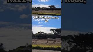 The Cockle Train races through Goolwa Road with 109-year-old Rx224 #shorts #seb #train #trains #rx