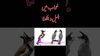 Khawab Mein Bulbul Dekhna | خواب میں بلبل دیکھنا | #shortvideo #shorts