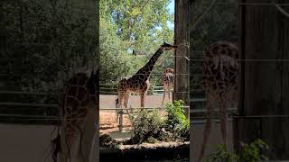 #zoo #memories #animals #animalkindness #calgaryzoo #alberta #calgary