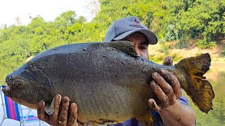 PESCARIA NO RIO MIRANDA TEVE PACU GIGANTE NA PESCARIA DE BARRANCO ,  ISCA QUE NINGUÉM USA DEU CERTO.