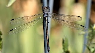 Desert Damselfly - Eating an Ant, Flapping Wings - Macro