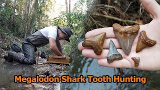 Megalodon Shark Tooth Hunting | Fossil Hunting in Florida | Destroyed by WILDKYLE!