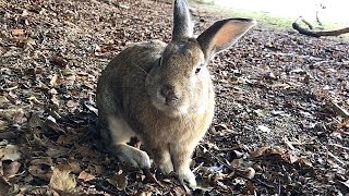 Rabbit suddenly interested in humans