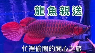 姐の水族生活 12～龍魚親送 忙裡偷閒之旅 #扎哈亞 超龍王#紅龍#龍魚專賣店