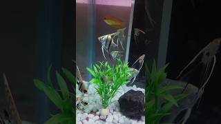 Beautiful freshwater angelfish tank #shorts #angelfishtank #freshwaterfish