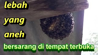 Lebah Yang Aneh,Bersarang Di Tempat Terbuka