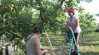 La première cueillette d'abricots de Laura et Océane