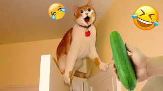 Hilarious Cats and Dogs😹🐶Funniest Animals 2024😸