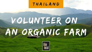 Volunteer on an Organic Farm - Thailand