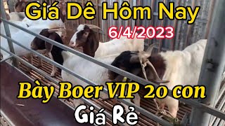 Giá Dê Thịt Hôm Nay 6/4/2023 - Bán Bày Dê Boer VIP 20 Con Giá Rẻ / Nongdan85