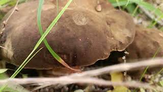 Mes premiers Cèpes Bronzés 2024 😎 ( Chêne Quercus Velutina)