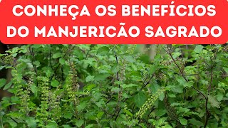 MANJERICÃO SAGRADO E SEUS EXCELENTES BENEFÍCIOS PARA A SAÚDE