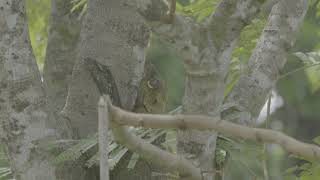 The BIGGEST eyes ever? A colugo sits in a tree in Borneo's rainforest.