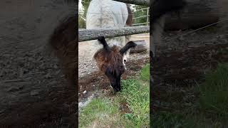 The grass is greener on the other side of the fence! #shorts #llamas #hobbyfarm