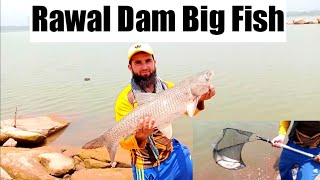 Beautiful Grass Fish caught in Raawal Dam || Mateen Akhtar