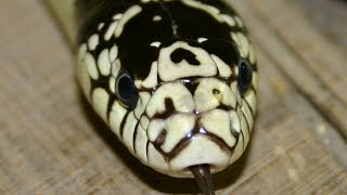 Zoo School Live - 5.19.20 - Arizona Kingsnake