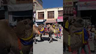 Bacteria Camel from the famous Silk Route Leh Ladakh