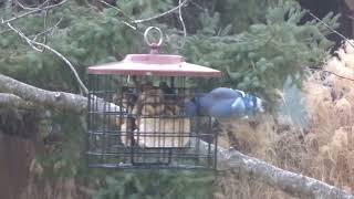 Blue Jay Grabs a Peanut