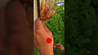 Carrot Home Harvesting in Sydney, Australia! 🥕🌿 | Desi Vegetable Harvesting #Vegetables