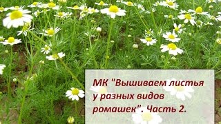 МК "Вышиваем листья у разных видов ромашек". Часть 2. Разживалова Наталья