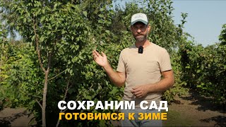 ПОРА НАЧИНАТЬ ГОТОВИТЬ САД К ЗИМЕ. Подготовка сада к наступлению холодов.