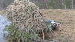 Вторая зорька Весенней охоты с подсадными утками в Смоленской губернии.