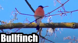 Eurasian Bullfinch (multiple clips), Small orange bird