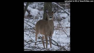 Garry Ferrier Ringo Deer HQ