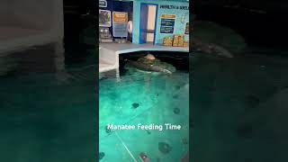 Have you ever seen the Manatees at Epcot? #wdw #disney #livingseas #epcot #manatee