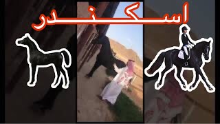 الحصان الاسود اسكندر