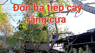 Hạ thêm một cây lá răng cưa nữa