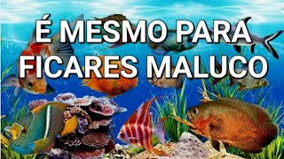 COM ESTE VÍDEO TU VAIS FICAR MALUCO 🤪 FUI À TROPICAL 🌴🐟🐠