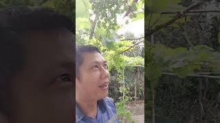 Chia sẻ tỉa trái Nho#cậutưVlog#0902864119#chuyêncâynho