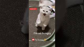 Soo cute 🥰 kitty calling mom for food..😚  #catvideo #cutecat #kittycat #cats #shortsfeed #catlover